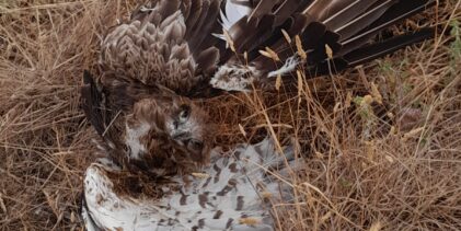 Rapace morto nel Fortore, il WWF: “Stop all’eolico selvaggio”