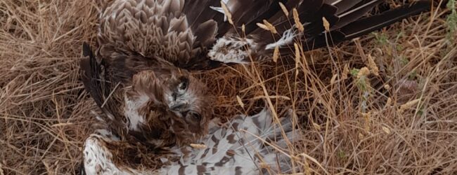 Rapace morto nel Fortore, il WWF: “Stop all’eolico selvaggio”