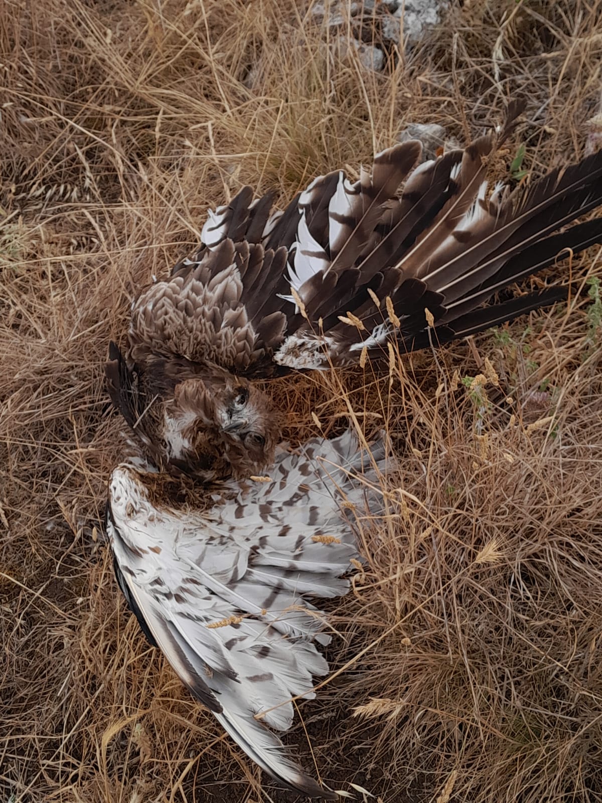 Rapace morto nel Fortore, il WWF: “Stop all’eolico selvaggio”