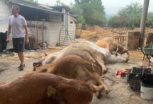 Calvi, un fulmine devasta la stalla: muoiono sei capi. La vitellina salvata si chiamerà Grazia