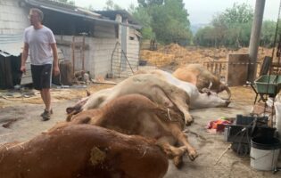 Calvi, un fulmine devasta la stalla: muoiono sei capi. La vitellina salvata si chiamerà Grazia