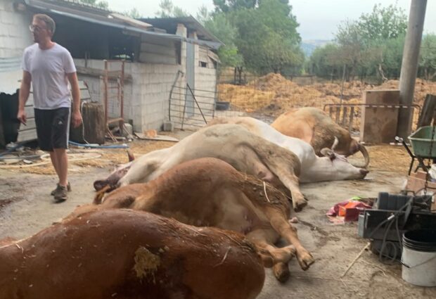 Calvi, un fulmine devasta la stalla: muoiono sei capi. La vitellina salvata si chiamerà Grazia