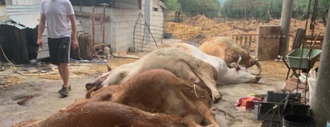 Calvi, un fulmine devasta la stalla: muoiono sei capi. La vitellina salvata si chiamerà Grazia