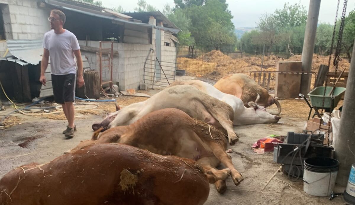Calvi, un fulmine devasta la stalla: muoiono sei capi. La vitellina salvata si chiamerà Grazia
