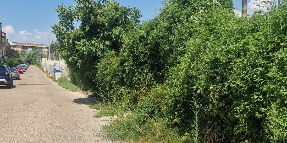 Via Luogosabato Bacchelli e Iandoli: alberi secchi e tombini pericolosi. “Ci sentiamo abbandonati”, la denuncia dei residenti/FOTO