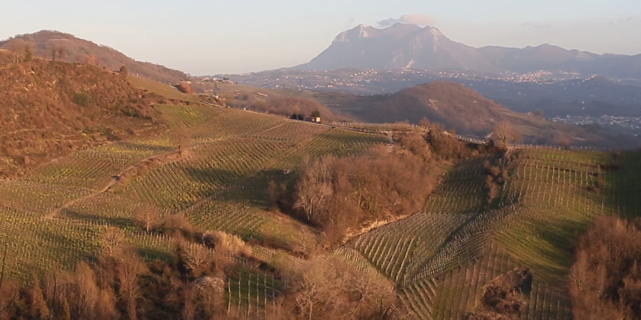 Crisi del Greco di Tufo, appello degli otto sindaci alla Regione: “Serve un tavolo permanente”