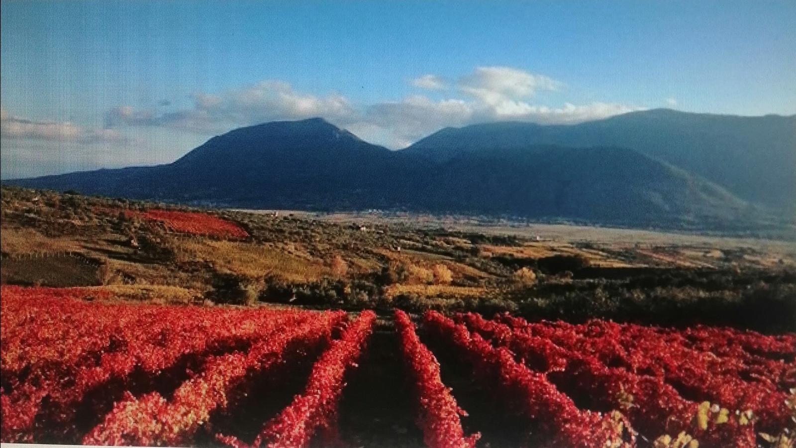 Dal Reddito di Cittadinanza al “Reddito di Contadinanza”, Ceniccola: “Un assegno per fermare la fuga dai campi”