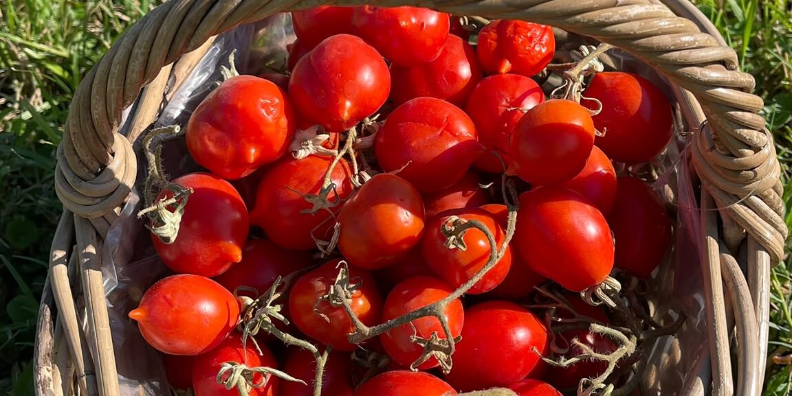 Ercolano celebra le sue eccellenze con il “Pomodorino Day-Ercolano Km 0”