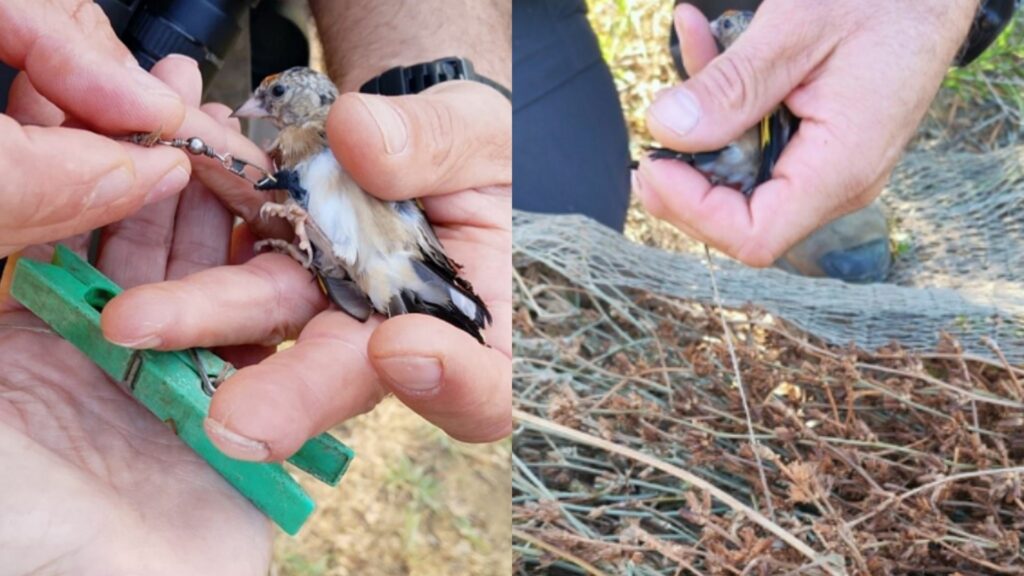 Cardellini vivi usati come esche: nel Sannio arrestato un 66enne per bracconaggio